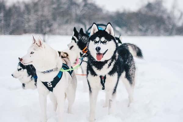 Под сугробами — стекло и мусор: почему весна опасна для собак и кошек больше зимы