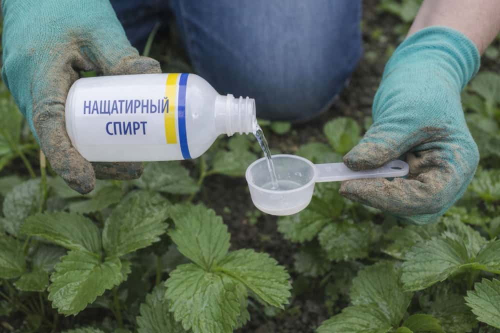 Как подкормить растения нашатырём: простой способ для роста и яркой зелени