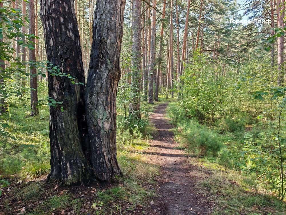 Запрещены костры, палы и сжигание остатков: что изменилось для жителей