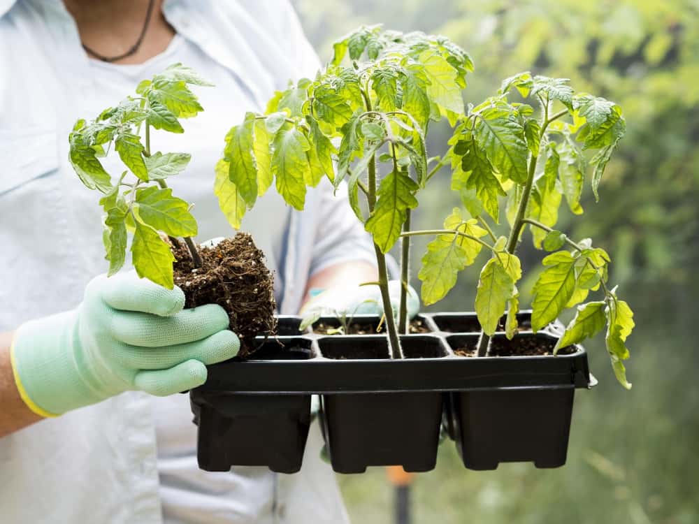 Калий, кальций и фосфор: как одна ложка золы заменяет дорогие удобрения