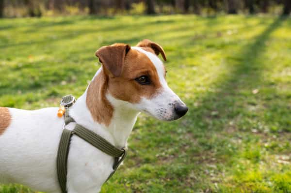 Не дайте собаке это съесть: весенний газон полон смертельных ловушек