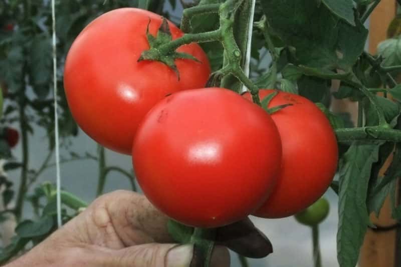 Кальций, фосфор и аммиак для роста: положите 1 яйцо в лунку — и томаты попрут с бешеной скоростью