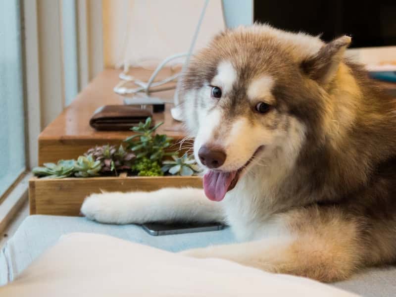 Ковры в шерсти достали — применила совет собаковода и убираюсь в 3 раза реже