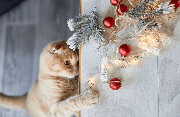 Как у львов, только в квартире: эволюционное наследие в каждой игре с мышкой-удочкой