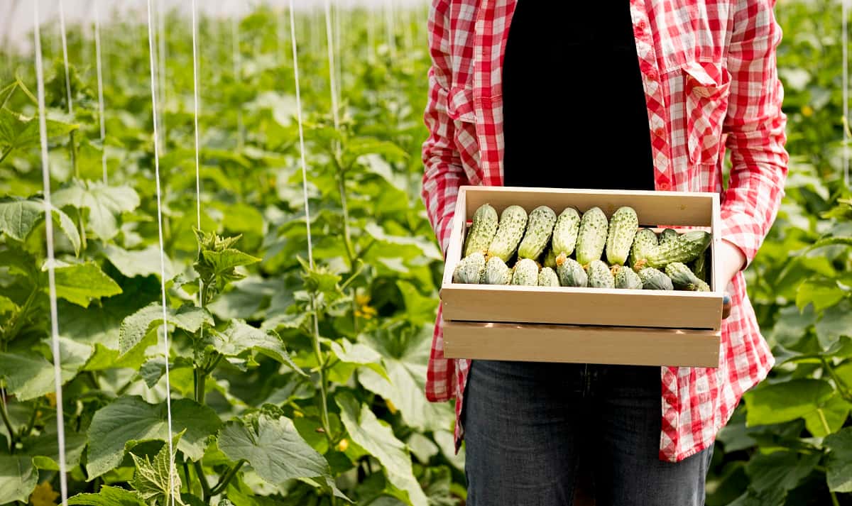  Вместо химии — перекись за 10 рублей: как я перестала мучиться с туговсхожими перцами и баклажанами