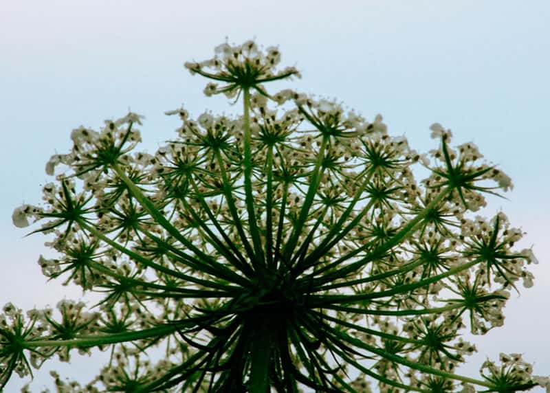 1 растение — 100 тысяч семян: биологи назвали главную опасность борщевика, с которой не справляются насекомые