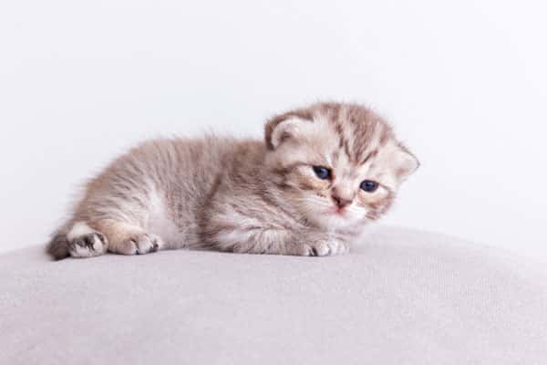 Я взял котенка с улицы: 3 ошибки в кормлении, которые чуть не погубили его сразу