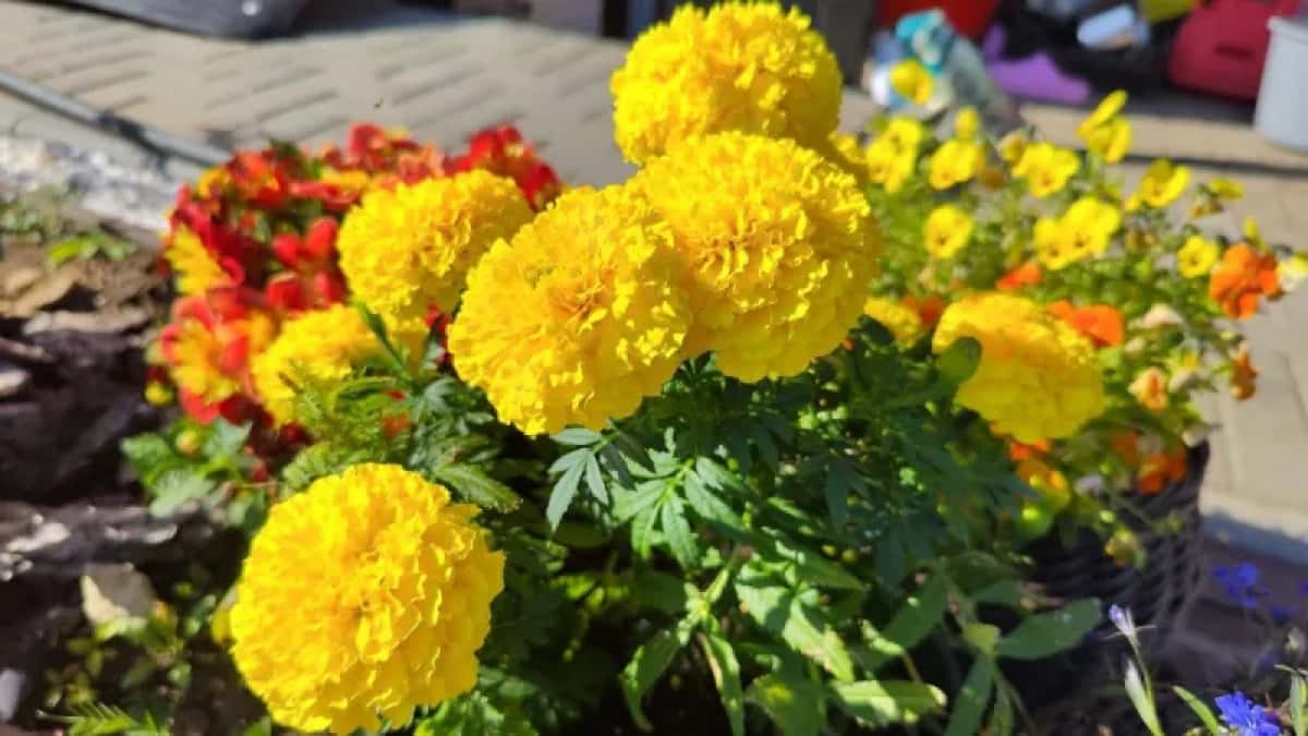 Паутинный клещ ушёл навсегда: одно простое растение заменило мне бархатцы и тонны химии — делюсь названием