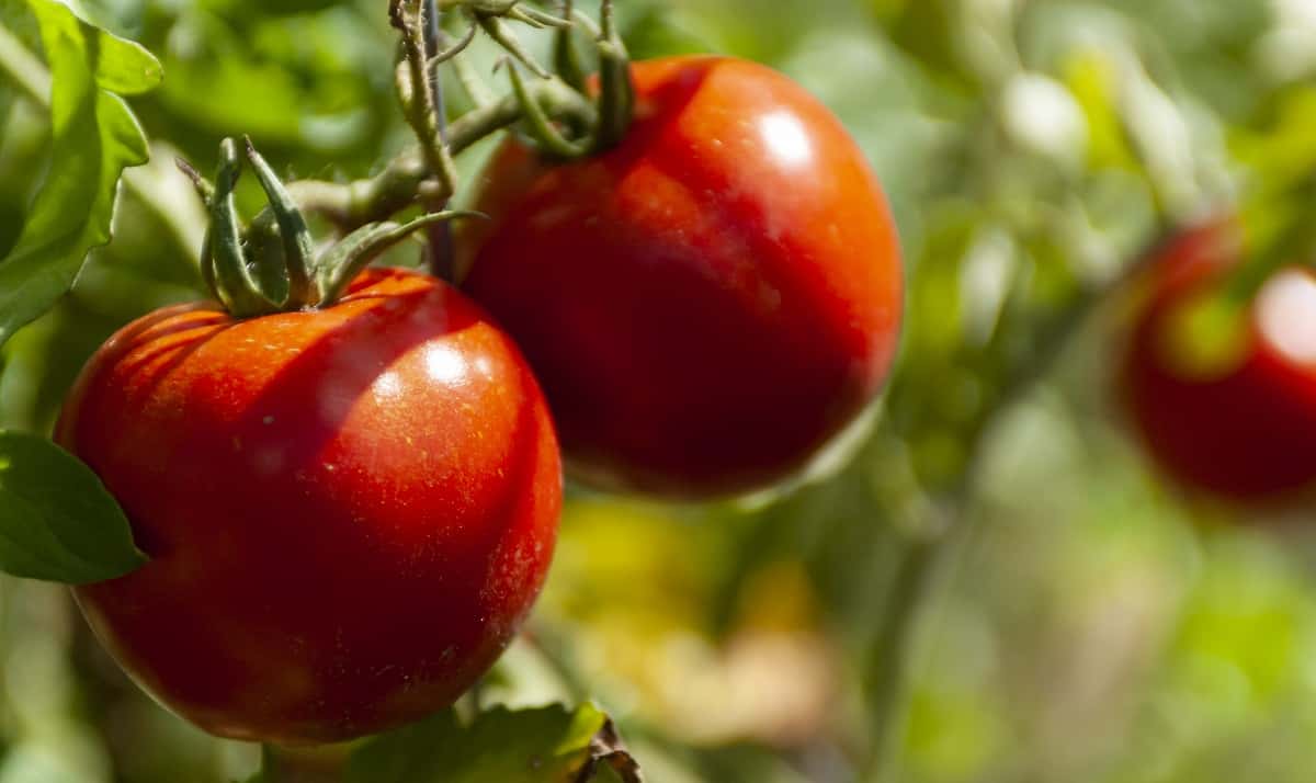 Сажаю томаты в теплицу только по этой схеме — не тесно и не пусто: 3 рабочих варианта под сорт