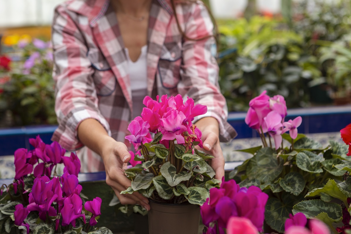 Всего 1 цвет для бортиков грядок — и огород выглядит как с картинки: соседи не узнают участок