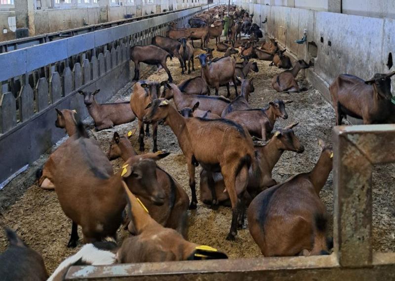 Грязные цеха и отсутствие карантина: Россельхознадзор оштрафовал свердловское скотоводческое предприятие | На свердловском предприятии по содержанию скота выявлены серьезные нарушения