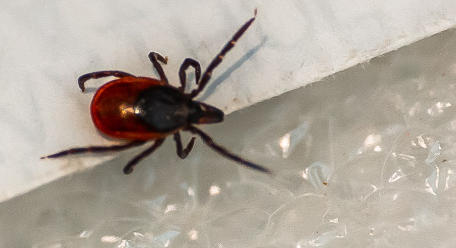 Клещи добрались до первоуральцев