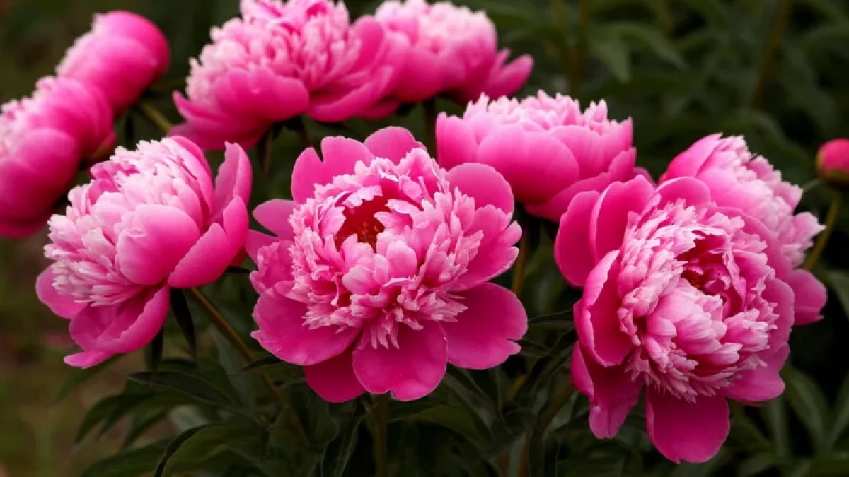 Кормлю пионы весной в 3 приема: куст перестал жировать и покрылся пышными цветами — делюсь схемой