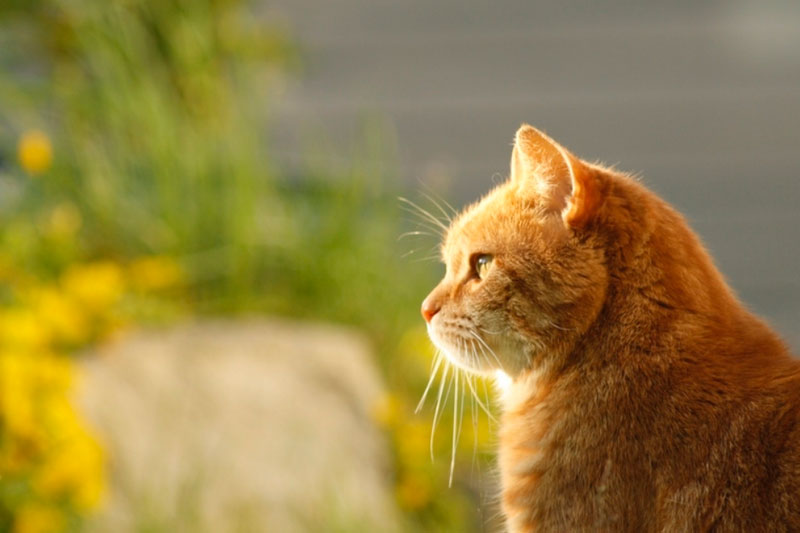 Хвостатых погорельцев спасли в Первоуральске | Двух кошек и собак спасли из пожара в Первоуральске