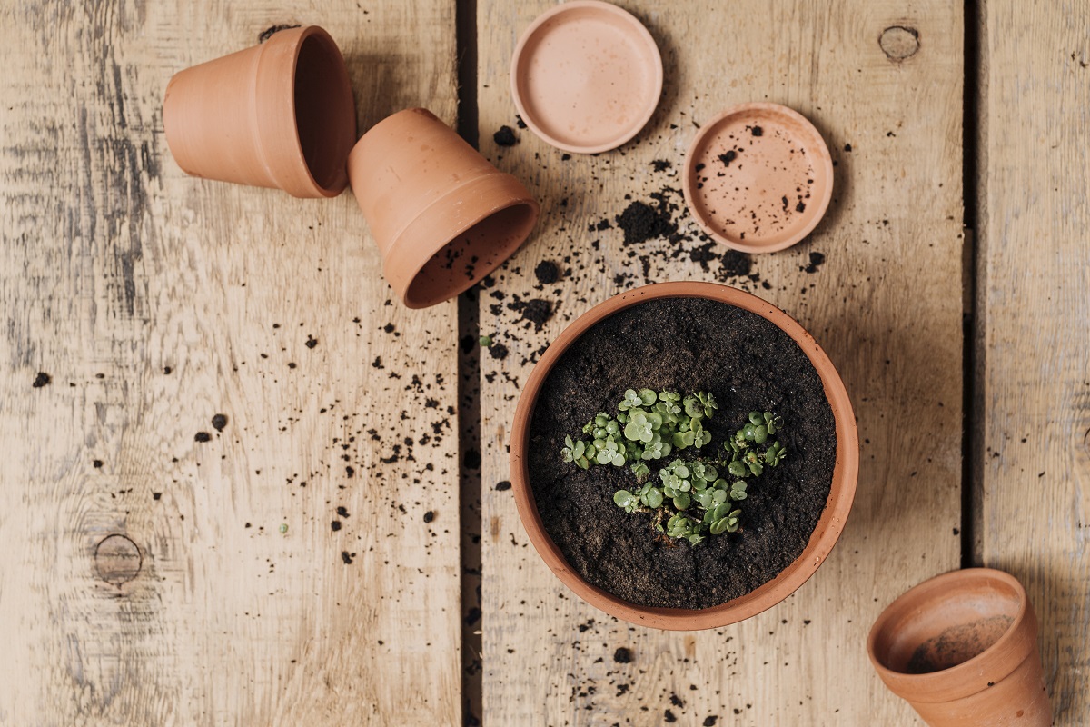 1 стакан золы на ведро смеси: универсальный рецепт грунта, который подходит и томатам, и огурцам