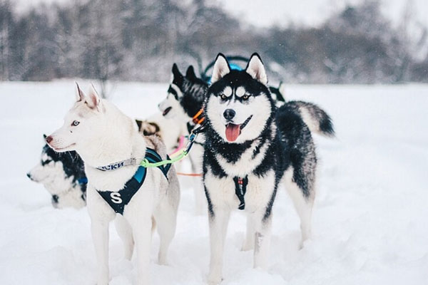 Под сугробами — стекло и мусор: почему весна опасна для собак и кошек больше зимы | Вера Земская сообщила о травмах животных из-за битого стекла