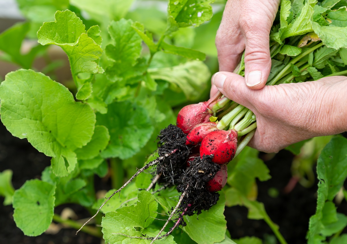 5 ложек на ведро — и редис попрёт как на дрожжах: вырастет крупным и сочным — мощная подкормка