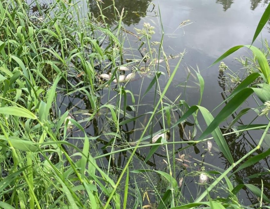 Мор рыбы в реке Чусовая: причиной может быть нелегальный снежный полигон под Первоуральском | В Первоуральске умирает рыба из-за нелегального полигона для вывоза снега