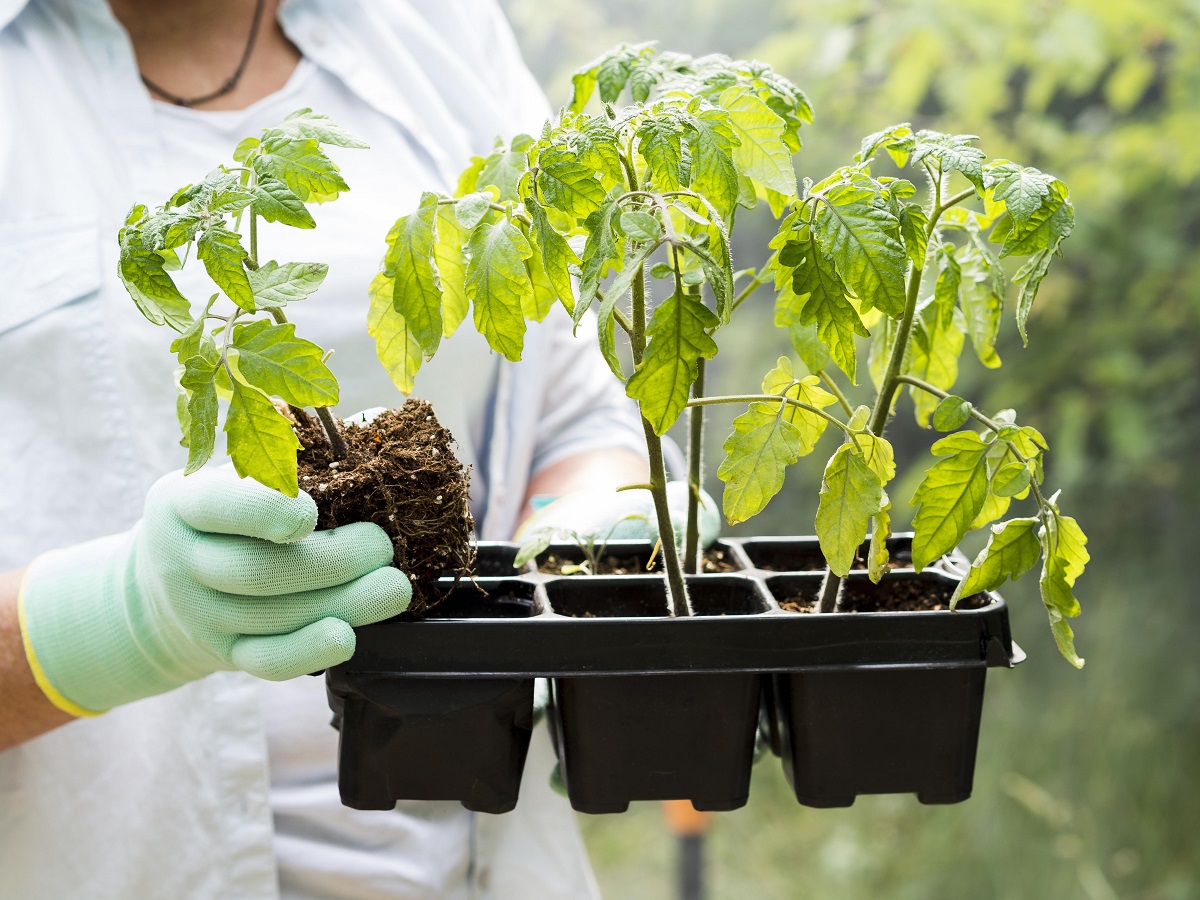 Тощие были, а стали крепыши: чем пролить слабую рассаду, чтобы стебли налились на глазах за 7 дней