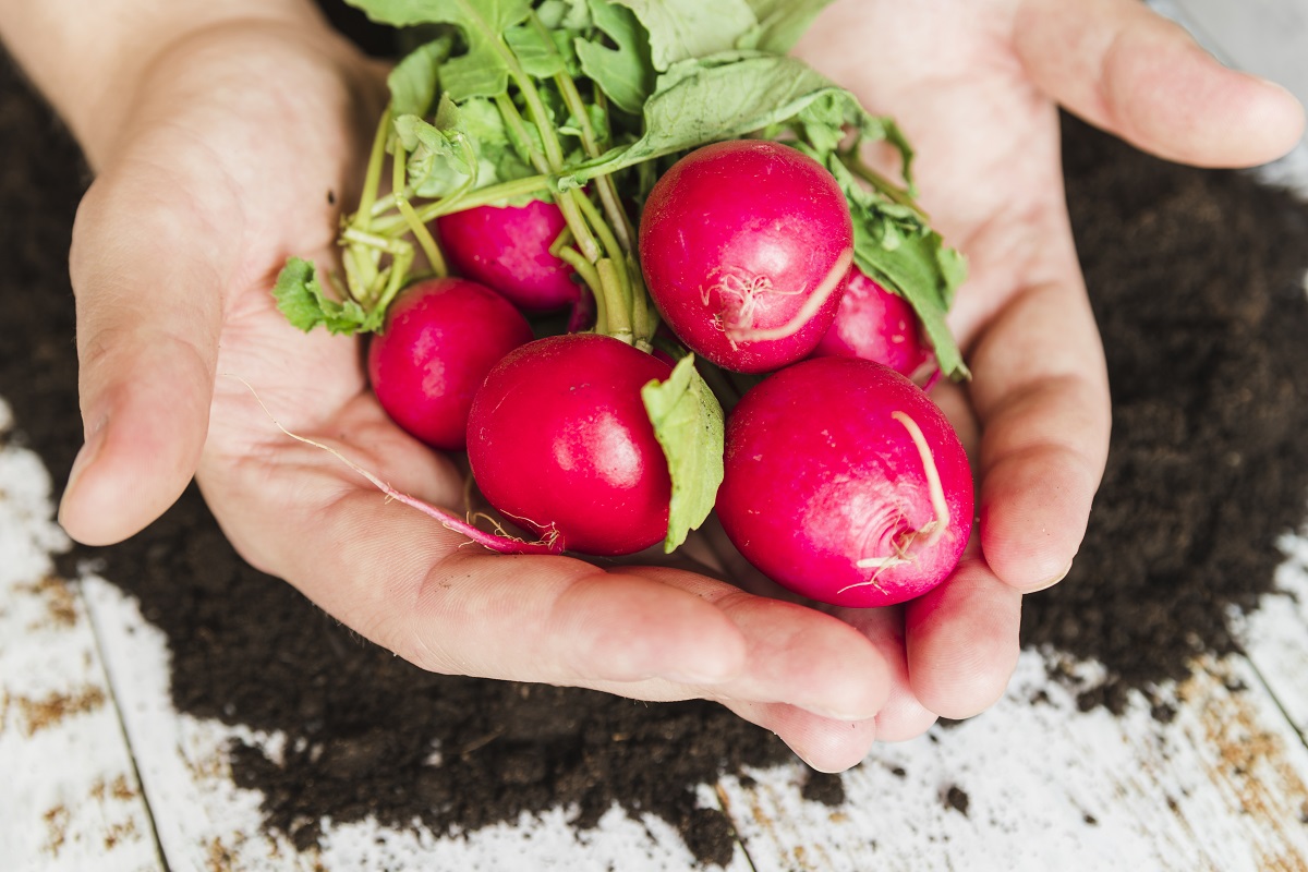 3 редиски и ложка творога — готовлю намазку «Весеннюю»: бутерброды съедают раньше салатов