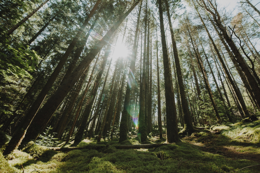 В Свердловской области выявили очаг распространения уссурийского полиграфа: чем это опасно | На Урале был обнаружен опасный вредитель – уссурийский полиграф В Свердловской области выявили очаг распространения уссурийского полиграфа: чем это опасно | На Урале был обнаружен опасный вредитель – уссурийский полиграф