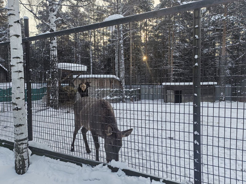 Россельхознадзор пришел с проверкой: что не так в зоопарке Первоуральска | В контактном зоопарке Первоуральска выявили нарушения при проверке Россельхознадзор пришел с проверкой: что не так в зоопарке Первоуральска | В контактном зоопарке Первоуральска выявили нарушения при проверке