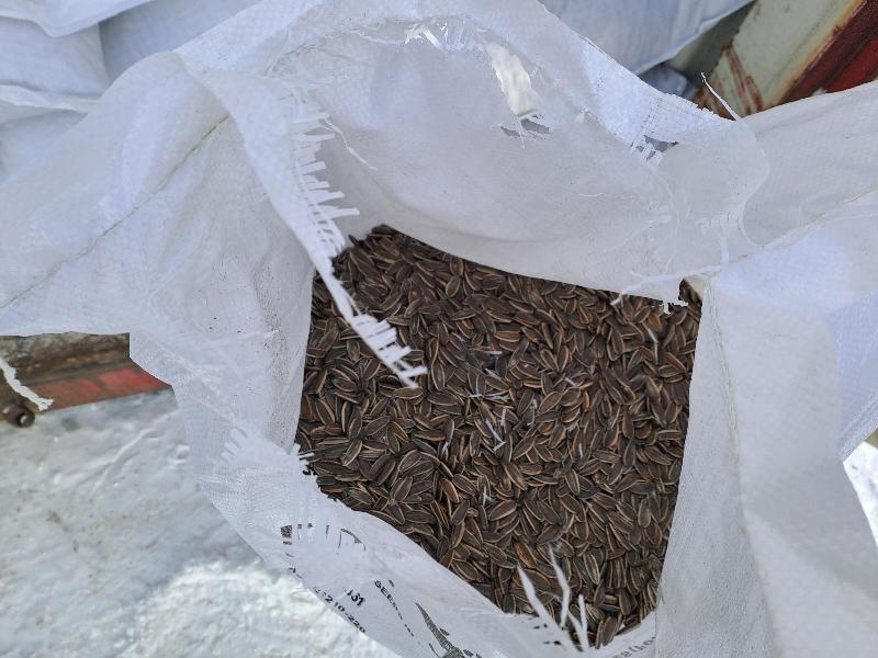 В Свердловскую область прибыл «подсолнечный» поезд из Китая | На Урал прибыл поезд из Китая с 1200 тоннами семечек В Свердловскую область прибыл «подсолнечный» поезд из Китая | На Урал прибыл поезд из Китая с 1200 тоннами семечек