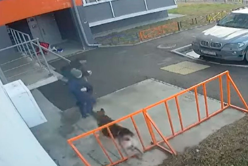 «Хозяйка рухнула на землю и выпустила поводок». В Первоуральске огромная овчарка набросилась на детей