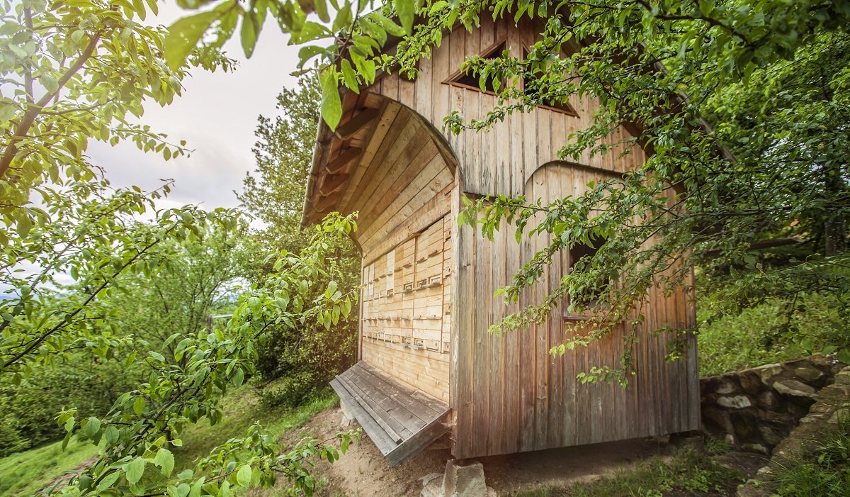Дачный туалет будет благоухать: вот какие 10 растений нужно посадить рядом уже в апреле