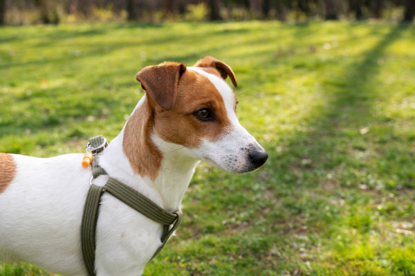 Не дайте собаке это съесть: весенний газон полон смертельных ловушек | Ветеринары предупредили о смертельной опасности тюльпанов для собак