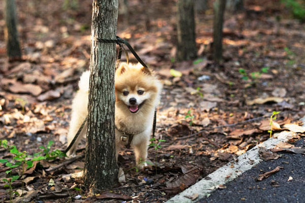 «Собака — не стул»: адвокат объяснила, как делят животных при разводе | Юристы рассказали, что делать, если бывшие супруги не могут поделить животное