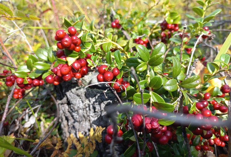 Брусничные поляны под Первоуральском: любители лесных прогулок нашли ягоды под снегом | Под Первоуральском нашли поляны с брусникой