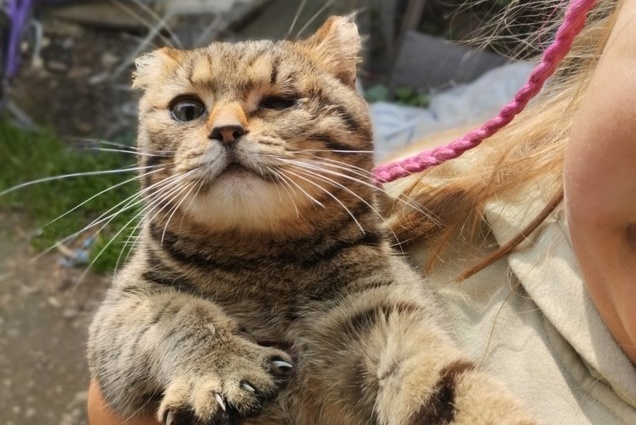 В Первоуральске кот с пулей в бедре привел к зоозащитникам одноглазую кошку | Кот с отрезанными ушами спас свою подругу в Первоуральске В Первоуральске кот с пулей в бедре привел к зоозащитникам одноглазую кошку | Кот с отрезанными ушами спас свою подругу в Первоуральске