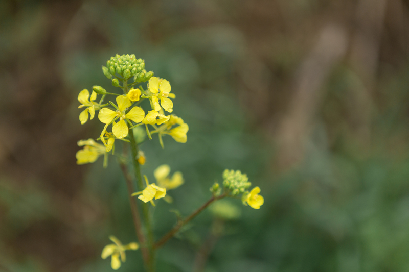 Рапс с мышьяком и пестицидами: Россельхознадзор выявил нарушения в декларациях на семена  | Россельхознадзор выявил нарушения при регистрации деклараций на семена рапса 