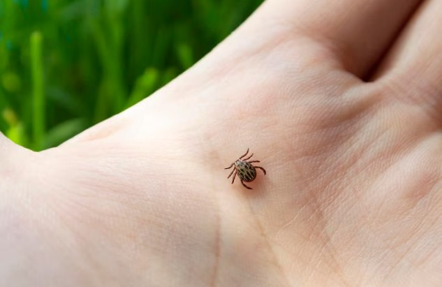 Первоуральцев ожидает нашествие клещей в 2025 году: эксперты дали советы по защите от насекомых | Роспотребнадзор предупредил о росте численности клещей в 2025 году на Урале