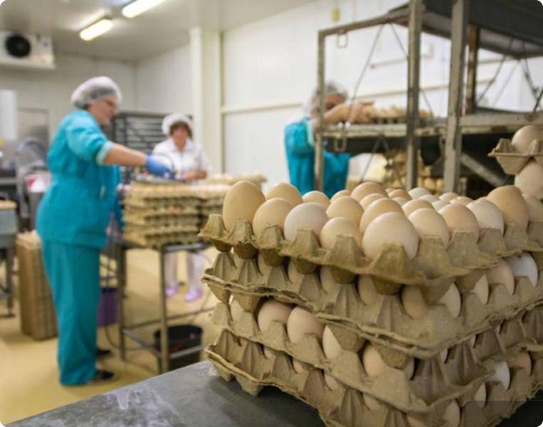 В Свердловской области план по производству яиц выполнили на 109% | На Урале перевыполнили план по производству куриных яиц