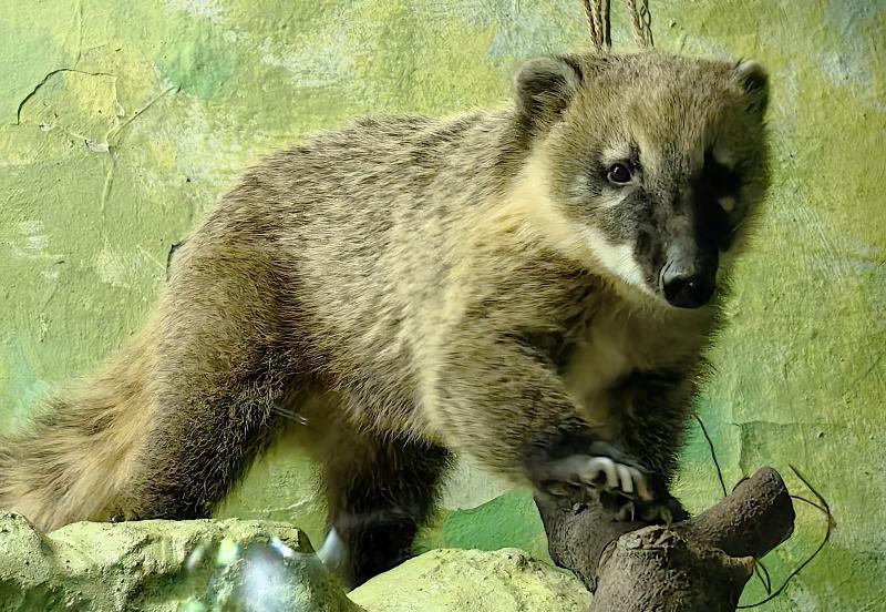 В Екатеринбургский зоопарк прибыли новые животные: носухи Лейла и Лёлик | В зоопарк Екатеринбурга привезли двух носух