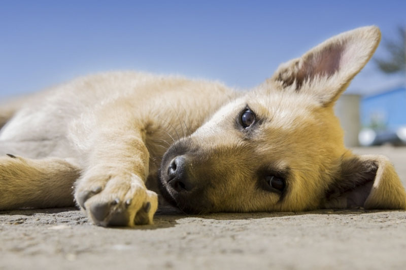 Мошенники выманили у жительницы Первоуральска 36 310 рублей, обещая продать щенка | Жительница Первоуральска стала жертвой аферистов с сайта объявлений Мошенники выманили у жительницы Первоуральска 36 310 рублей, обещая продать щенка | Жительница Первоуральска стала жертвой аферистов с сайта объявлений