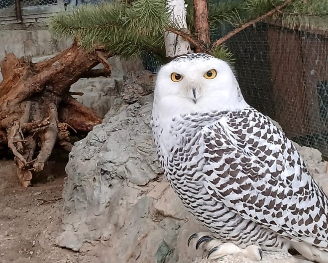 Сова Букля из «Гарри Поттера» поселилась в зоопарке Екатеринбурга | Полярная сова из «Гарри Поттера» прибыла в Екатеринбургский зоопарк