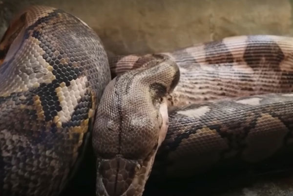 В Австралии женщина обнаружила 2,5-метрового питона в собственной постели | В Австралии женщина проснулась с огромным питоном в постели