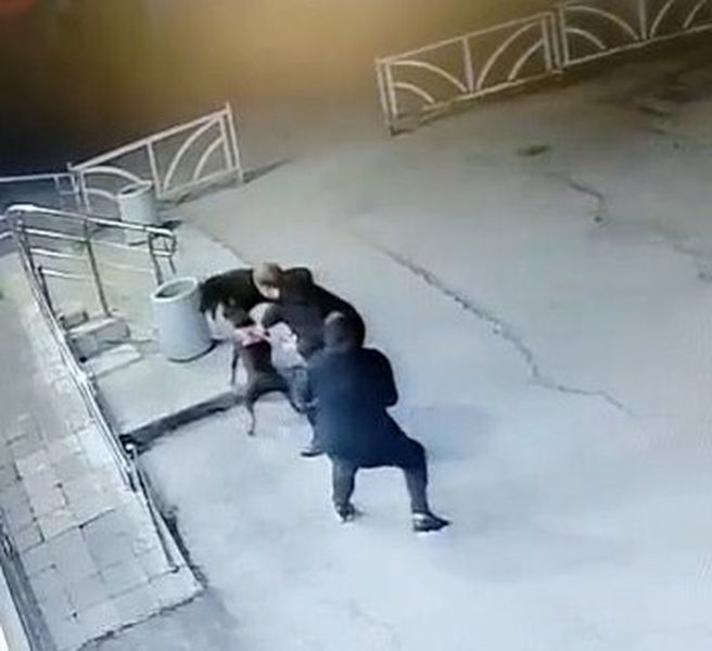 В Первоуральске владельцы лабрадора ищут хозяев собаки, напавшей на их питомца