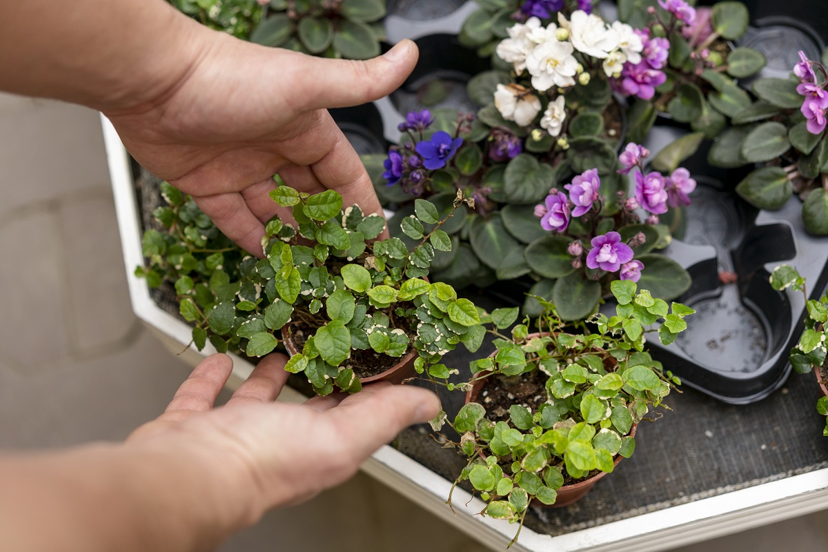 1 стакан лесной земли в субстрат — и рассада не болеет черной ножкой: дезинфекция без химии