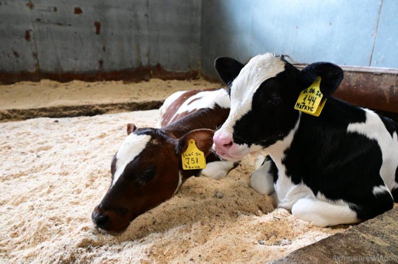 Евгений Куйвашев направил 236 миллионов рублей на поддержку аграриев | Губернатор Свердловской области направил дополнительные субсидии на поддержку аграрных предприятий