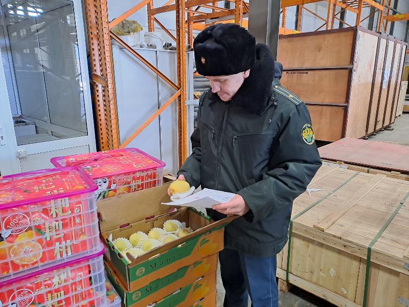 Свердловчане больше всего любят манго и питайю: поставки фруктов из Китая на Урал увеличились в три раза | Из Китая в Свердловскую область поступило более 155 тонн манго с начала года