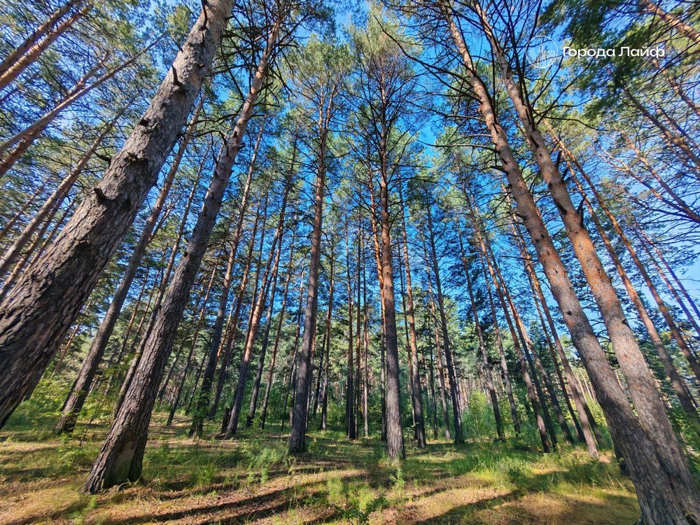 Власти Первоуральска: вырубка леса на границе с Екатеринбургом — это санитарные работы | Власти Первоуральска опровергли слухи о вырубке леса под цыганский поселок