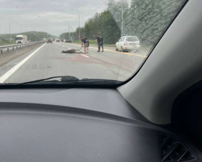 Возле Первоуральска девушка сбила лося Возле Первоуральска девушка сбила лося