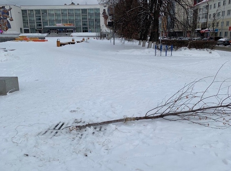 Мэр Первоуральска возмутился из-за сломанного дерева