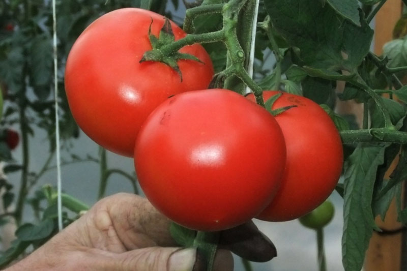 Кальций, фосфор и аммиак для роста: положите 1 яйцо в лунку — и томаты попрут с бешеной скоростью