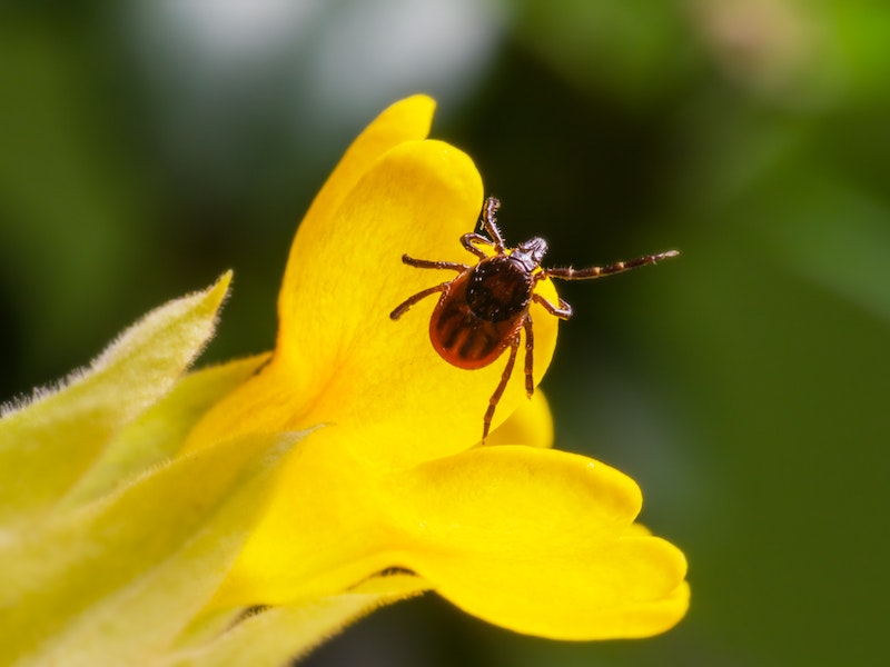 В 2025 году в Первоуральске клещи особенно активны: пострадали более тысячи местных жителей | На Урале медики Первоуральской городской больницы заявили об особой активности клещей