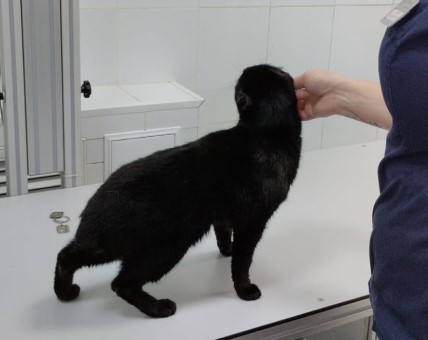 В Первоуральске нашли кота с пулей в бедре | Кота с отрезанными ушами и пулей в бедре нашли в Первоуральске